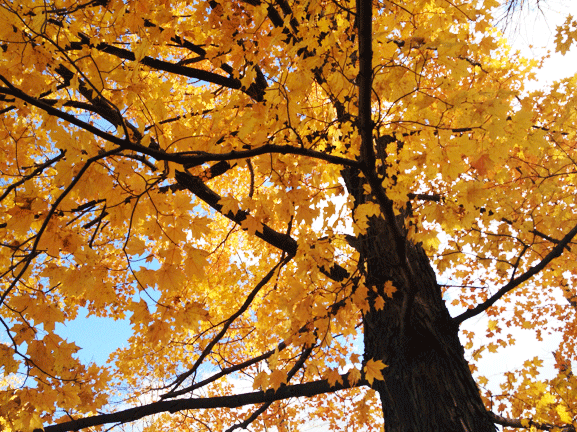 Harriman-Lake-Fall-Tree-Sky-Orange